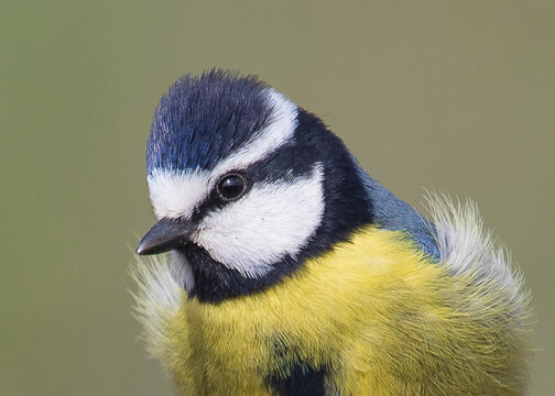 Les parid&eacute;s sont des passereaux corpulents de taille petite &agrave; moyenne. La couleur de leur plumage r&eacute;sulte essentiellement de la combinaison de jaune, rouge, bleu, noir et blanc.
