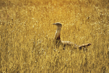 Bustard in Grass