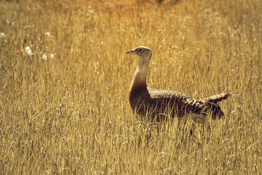 Great Bustard