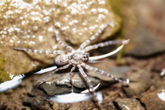 Ara&ntilde;a acu&aacute;tica cazando por la noche en el pantano, depredador implacable.  Fotograf&iacute;a macro de proximidad