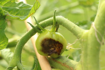 Phytophthora infestans. Tomato disease. Mold on tomatoes.