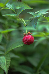 Tibetan strawberry-raspberry, berry. Roseleaf  Rubus rosifolius. Close up on background of leaves