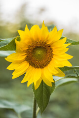 Fototapeta premium Sunflowers growing in a field. Natural background. Landscape with sunflowers.