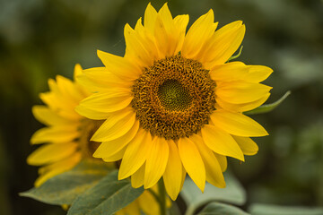 Fototapeta premium Natural sunflower growing in field background