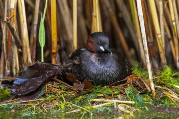 Zwergtaucher (Tachybaptus ruficollis) auf dem Nest
