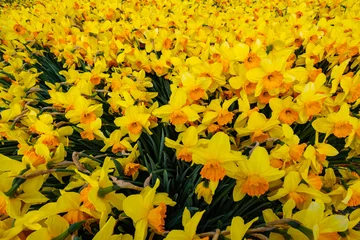 Foto op Canvas Narcissus field near Sassenheim, Zuid-Holland province, The Netherlands © Holland-PhotostockNL
