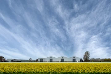  Narcissus field near Sassenheim, Zuid-Holland province, The Netherlands © Holland-PhotostockNL