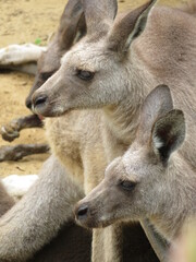 オオカンガルー