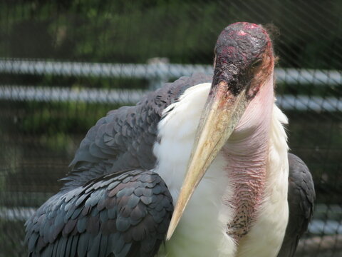 「アフリカハゲコウ」の写真素材 4,805件の無料イラスト画像 Adobe Stock