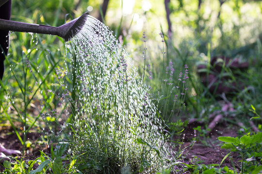 Girl pours lavender from a watering can