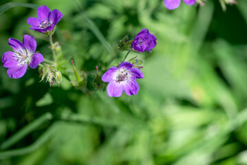 Geraniums flowers on a dark background. Lilac Geranium sylvaticum flowers