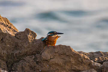 colorful little bird sitting on a stone