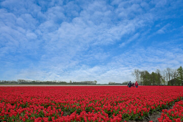 Fototapeta premium Tulpenpracht in de Noordoostpolder, provincie Flevoland