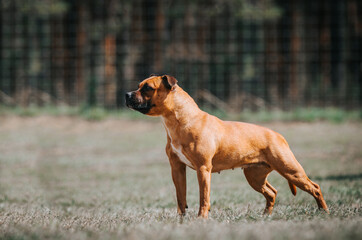 Staffordshire bull terrier in action photography outside.	