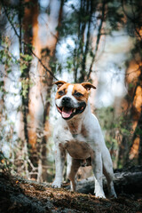 Staffordshire bull terrier in action photography outside.	
