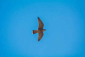 The peregrine Falco, alsoknow as the peregrine, and historically as the duck hawk in North America is a cosmopolitan bird of pey in the family Falconidae. The peregrine is renowned for its speed.
