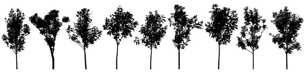 Silhouette of beautiful trees, set. Ash young trees, lilac.  Seedling for landscaping. Vector illustration. © nosyrevy