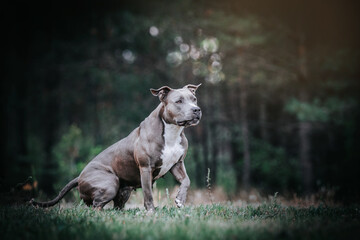 American staffordshire terrier dog posing outside.	
