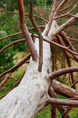 Tote umgest&uuml;rzte Kiefer im Wald.