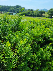 Taxus baccata close up. Green branches of yew tree(Taxus baccata, English yew, European yew).