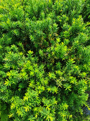 Taxus baccata close up. Green branches of yew tree(Taxus baccata, English yew, European yew).