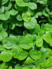 
Close up of strawberry leaf.
