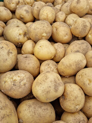 Fototapeta na wymiar Fresh potatoes on the farm.
