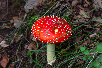 Red fly agaric (Amanita muscaria) in the grass in the autumn forest. A poisonous mushroom growing in the forest.