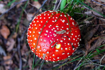 Red fly agaric (Amanita muscaria) in the grass in the autumn forest. A poisonous mushroom growing in the forest.