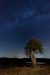 Fototapeta na wymiar night photography of cork oak and the milky way and jupiter