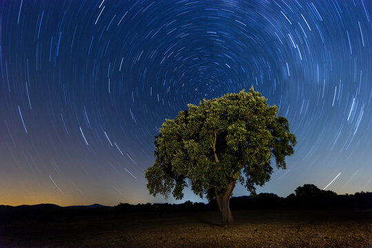 night photography of cork oak and polar star © martinred