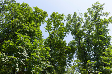 trees covered with green foliage in summer
