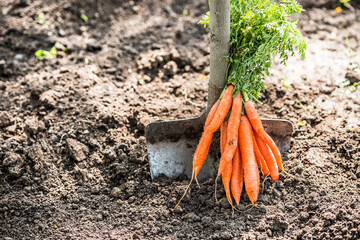 Man farmer holding a ripe orange carrots. Local farming, Harvesting concept. Gardening.