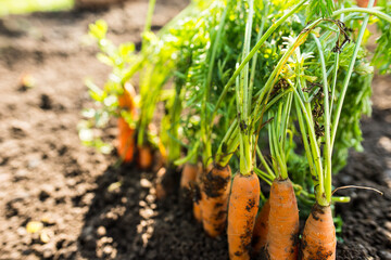 Fresh orange carrot background. Gardening on the village. Summer content.