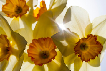 yellow daffodil in the spring season