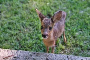 Innocent roe deer fawn. Young wild deer. little morality. deer cub. deer resting