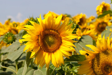 Fototapeta premium blooming sunflowers in the summer
