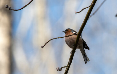 a bird on a branch
