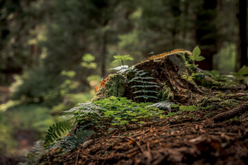 Der Wald als Lebensraum im Bayerischen Wald