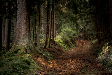 Obraz premium Der Wald als Lebensraum im Bayerischen Wald