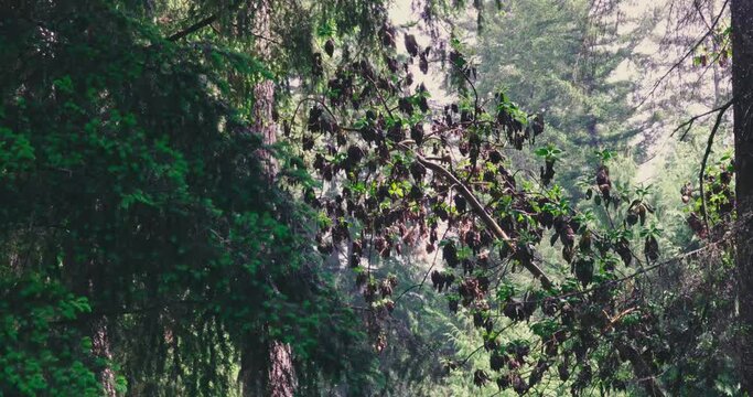 pine and madrone trees in the rain