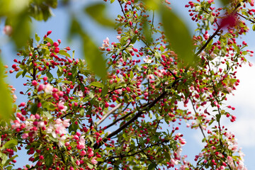 red cherry blossom in spring