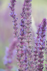 Obraz premium flower