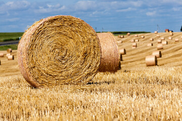 stacks of wheat straw were left after the wheat harvest