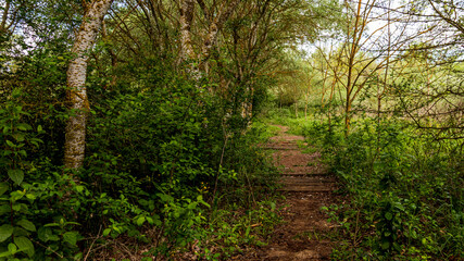 Sendero en bosque de galería