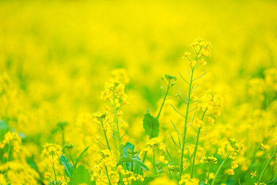 菜の花イメージ の画像 3 945 件の Stock 写真 ベクターおよびビデオ Adobe Stock