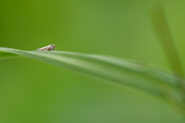 bug on leaf