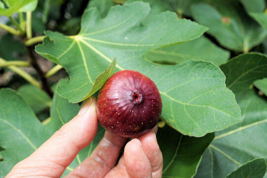 イチジク畑 の画像 557 件の Stock 写真 ベクターおよびビデオ Adobe Stock