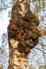 a large chaga mushroom on a birch tree