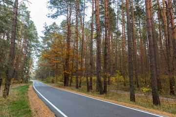 Fototapeta premium winding road in autumn forest